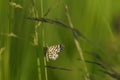 Latticed heath Chiasmia clathrata on a meadow Royalty Free Stock Photo