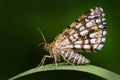 Latticed heath, Chiasmia clathrata, is a moth of the family Geometridae. Beautiful nigt butterfly sitting on the green grass leave