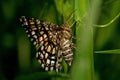 Latticed heath, Chiasmia clathrata is a moth of the family Geometridae Royalty Free Stock Photo