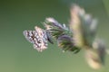 Latticed Heath Moth (Chiasmia clathrata) perching on the stem of a plant.