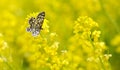 Latticed Heath Moth Chiasmia clathrata on a yellow flower Barbarea vulgaris. Royalty Free Stock Photo