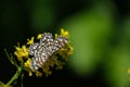 Latticed Heath moth close up on a yellow flower