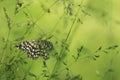 Latticed heath moth