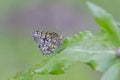 The Latticed Heath sitting on leaf of thistle