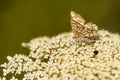 Latticed heath on wild carrot flower