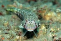 Latticed Sandperch Royalty Free Stock Photo