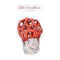 Latticed stinkhorn watercolor illustration. Hand drawn botanical Clathrus ruber fungus. Red cage mushroom toxic