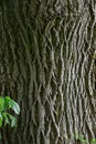 Latticework Pattern, Ash Tree Bark Royalty Free Stock Photo