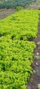 Lattuce leaves in the field