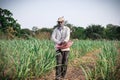 LATUR, MAHARASHTRA, INDIA 8-aug-2020 indian farmer applying manure to increase fertilizer capacity in sugarcane fileld.