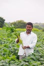 LATUR, MAHARASHTRA,INDIA - 12-Aug-2020 Indian farmer standing in soybean field, kumbhewadi