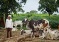 LATUR, MAHARASHTRA, INDIA - 8-aug-2020 Senior farmer with cows on indian rural Street at kumbhewadi