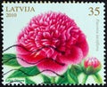 LATVIA - CIRCA 2010: A stamp printed in Latvia from the `Flowers - Painting by Lilija Dinere` issue shows Peony, circa 2010.