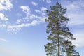 Latvia nature. The top of a pine tree against a blue sky with white clouds on a sunny day. Royalty Free Stock Photo