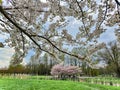 Branch of blossom sakura trees in early spring in Victory park at Riga