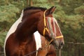 Latvian draught horse portrait in summer