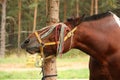 Latvian draught horse portrait in summer