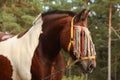 Latvian draught horse portrait in summer