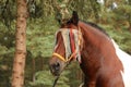 Latvian draught horse portrait in summer