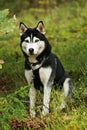 Siberian Huskies sled dog waiting for the run