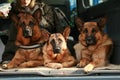 Three German Shepherd dogs are sitting in the car Royalty Free Stock Photo