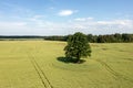 rural landscape with lonely trees in the middle of a green agricultural field on a sunny day Royalty Free Stock Photo