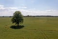 rural landscape with lonely trees in the middle of a green agricultural field on a sunny day Royalty Free Stock Photo