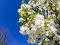 Latvian Sakura. Royalty Free Stock Photo