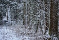 Winter in wood Royalty Free Stock Photo