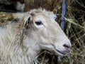 Latxa sheep portrait Royalty Free Stock Photo