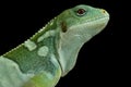 Lau island iguana Brachylophis fasciatus Royalty Free Stock Photo