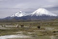 Lauca National Park Chile Royalty Free Stock Photo