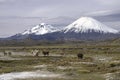 Lauca National Park Chile