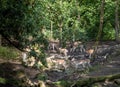 LAUNCESTON, CORNWALL - SEPTEMBER 1 2020: Fallow deer at the Tamar Otter and Wildlife Rescue Centre, closing soon.