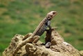 Laudakia caucasia , The Caucasian agama Royalty Free Stock Photo