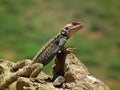 Laudakia caucasia , The Caucasian agama Royalty Free Stock Photo