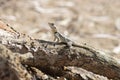 Laudakia stellio - Agama lizard sits on a root of tree in Turkey Royalty Free Stock Photo