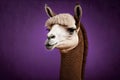 Laughable alpaca on a regal purple background