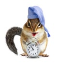 Laughable animal chipmunk with clock and sleeping hat