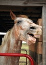 Laughing Appaloosa