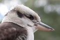 Laughing Australian kookaburra bird closeup