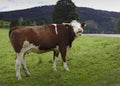 Laughing austrian cow on a field