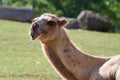 Laughing Bactrian Camel-Camelus Ferus, Bactrianus