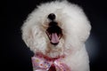 Laughing bichon frise Royalty Free Stock Photo