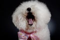 Laughing bichon frise