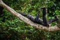 The laughing Bonobo (Pan Paniscus) on a tree branch. Royalty Free Stock Photo