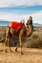 Laughing Camel Royalty Free Stock Photo