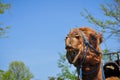 Laughing Camel Royalty Free Stock Photo