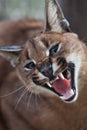 Laughing Caracal