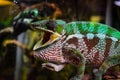 A laughing chameleon, with its mouth open, is angry on a branch. A large chameleon is bright, green in color.